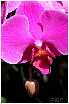 purple flower orchid