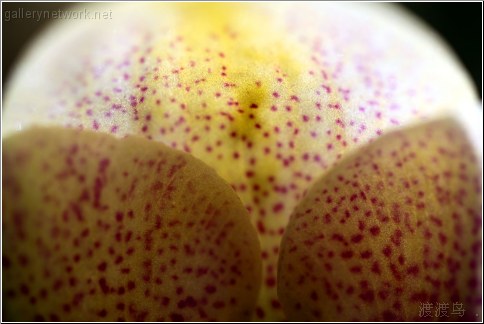 yellow orchid silhouette