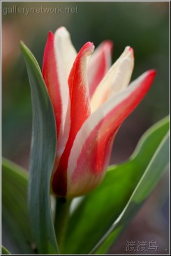 red white flower