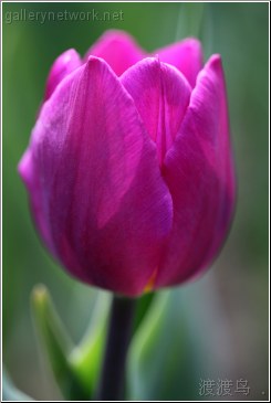 flower tulip purple