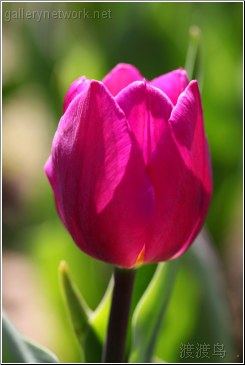 purple tulip